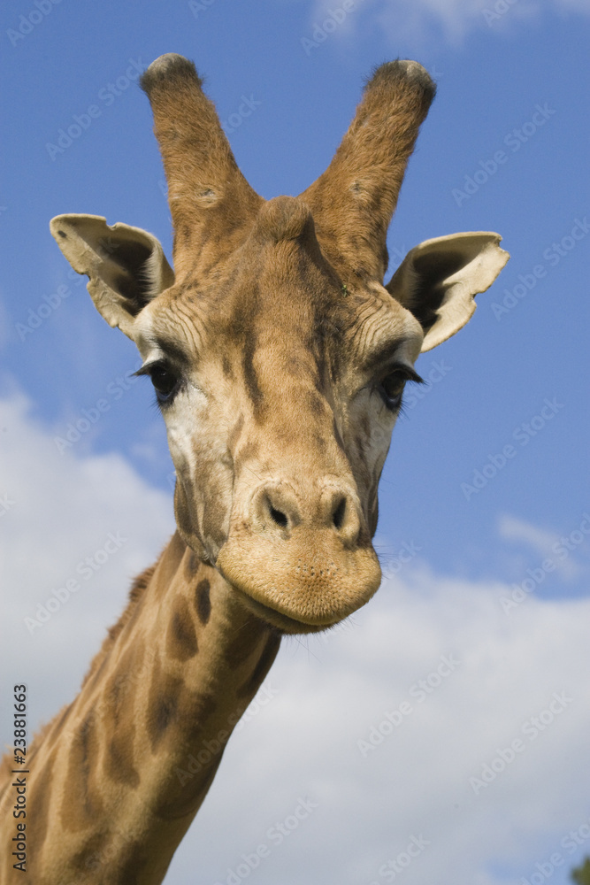 Naklejka premium Giraffe Portrait