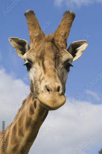 Giraffe Portrait © Ovidiu - Mihai Danca