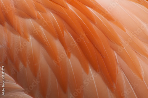 Pink Flamingo Feathers