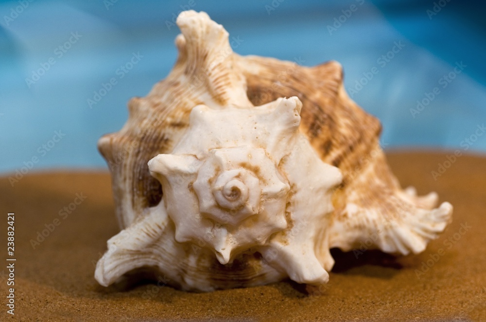 Obraz premium conchiglia su sabbia