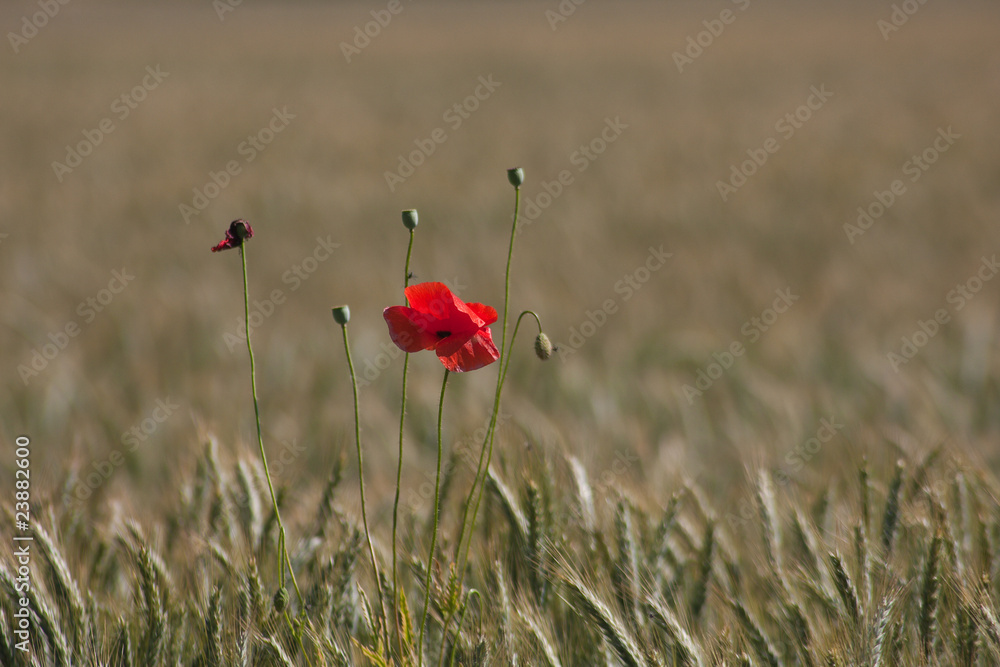 Mohn StockFoto Adobe Stock