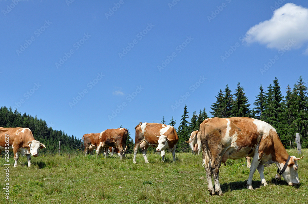 kühe auf alm