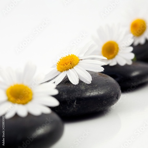 Flowers on stones