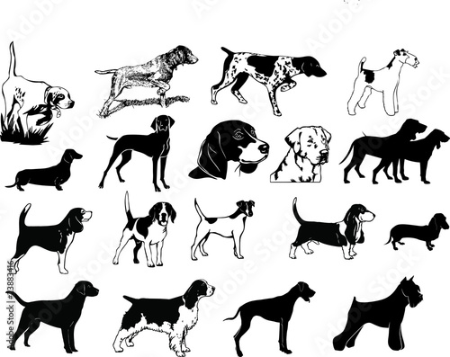 Chiens de chasse