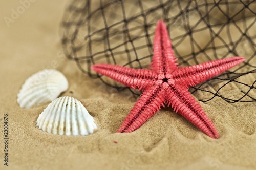 stella marina su sabbia © robyrad