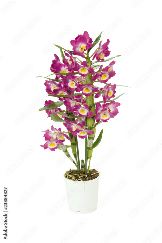orchidée dendrobium rose orchidée dendrobium rose