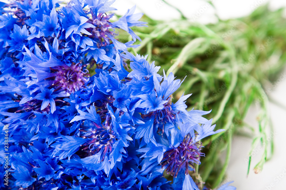 Cornflowers Cornflowers