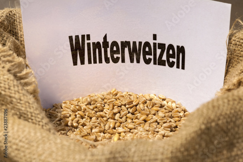 winterweizen photo