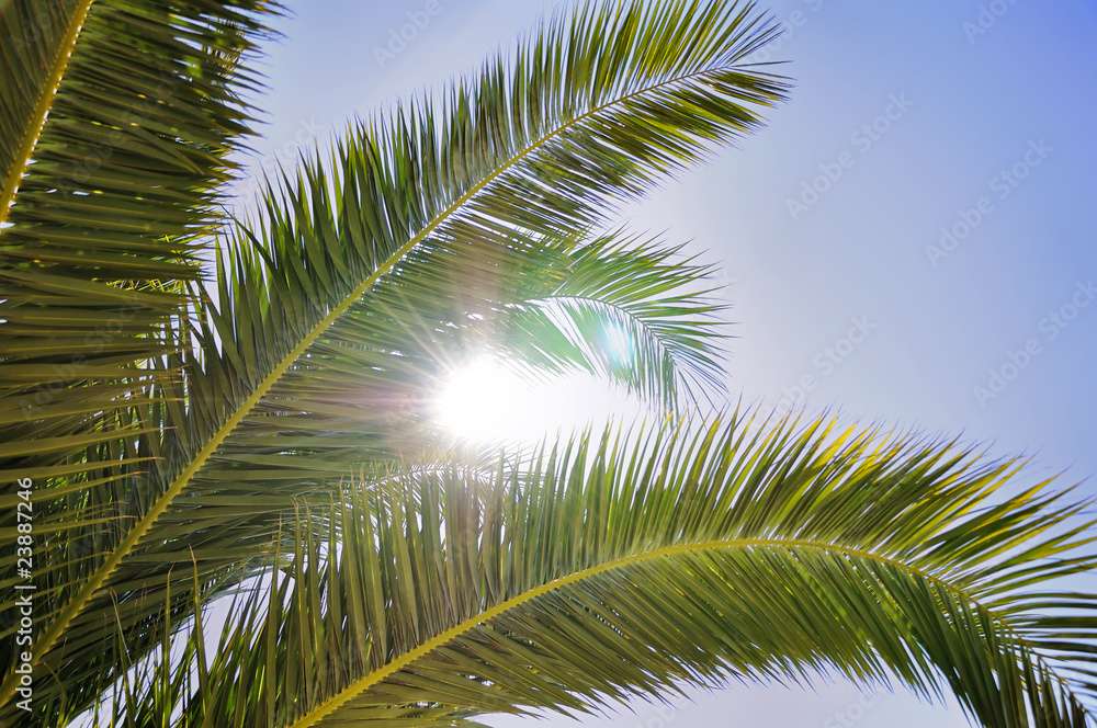 Sun and palm tree Sun and palm tree