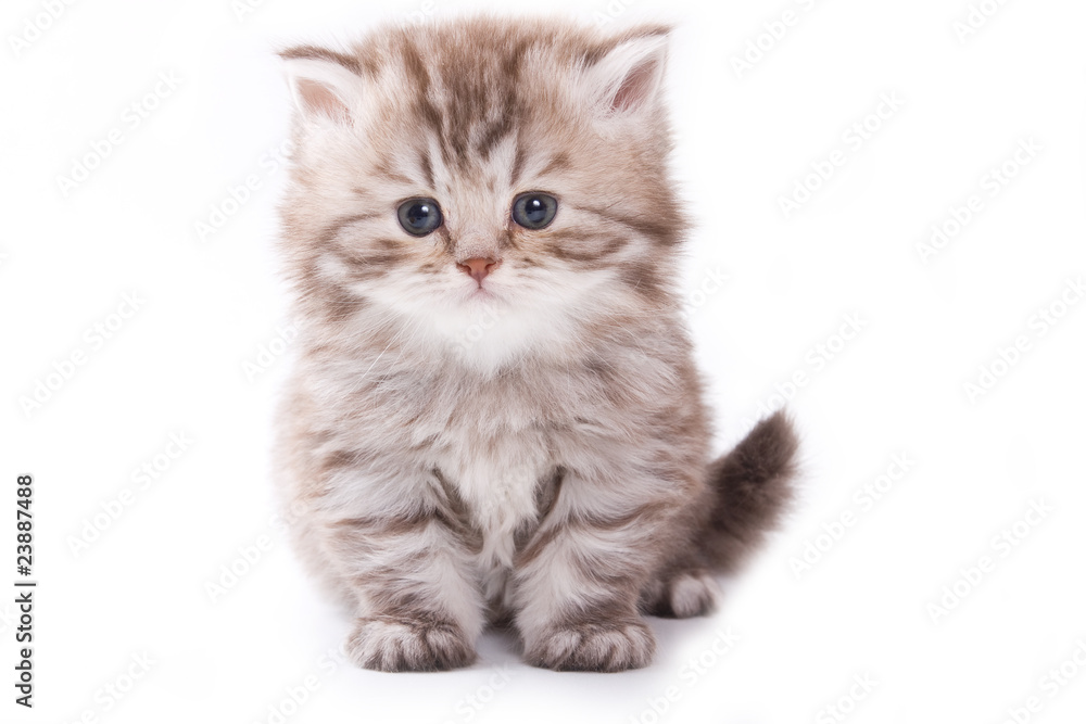 Fototapeta premium Little kitten on white background