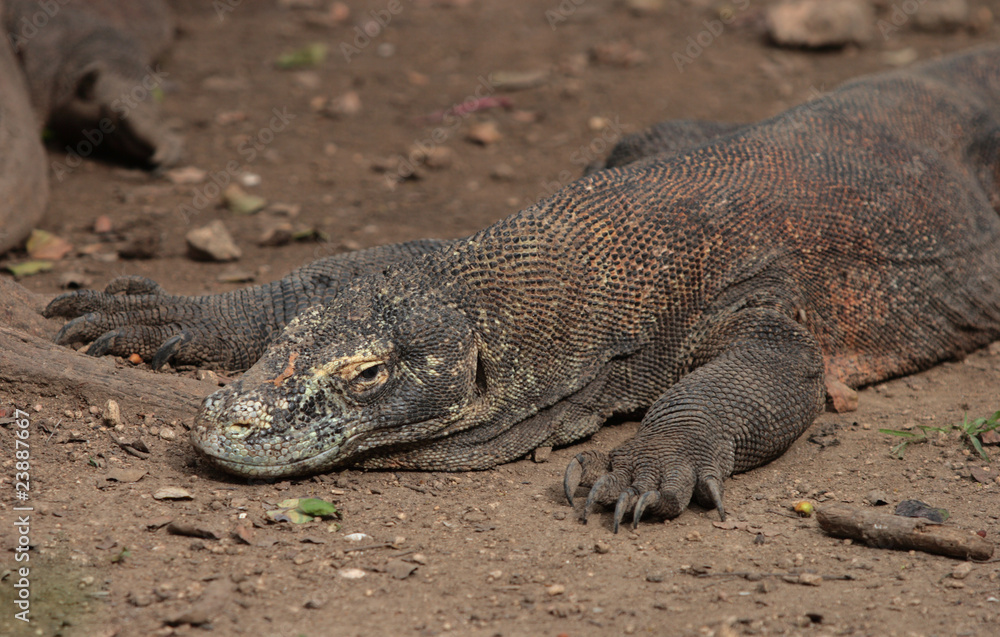 Komodo Waran Komodo Waran