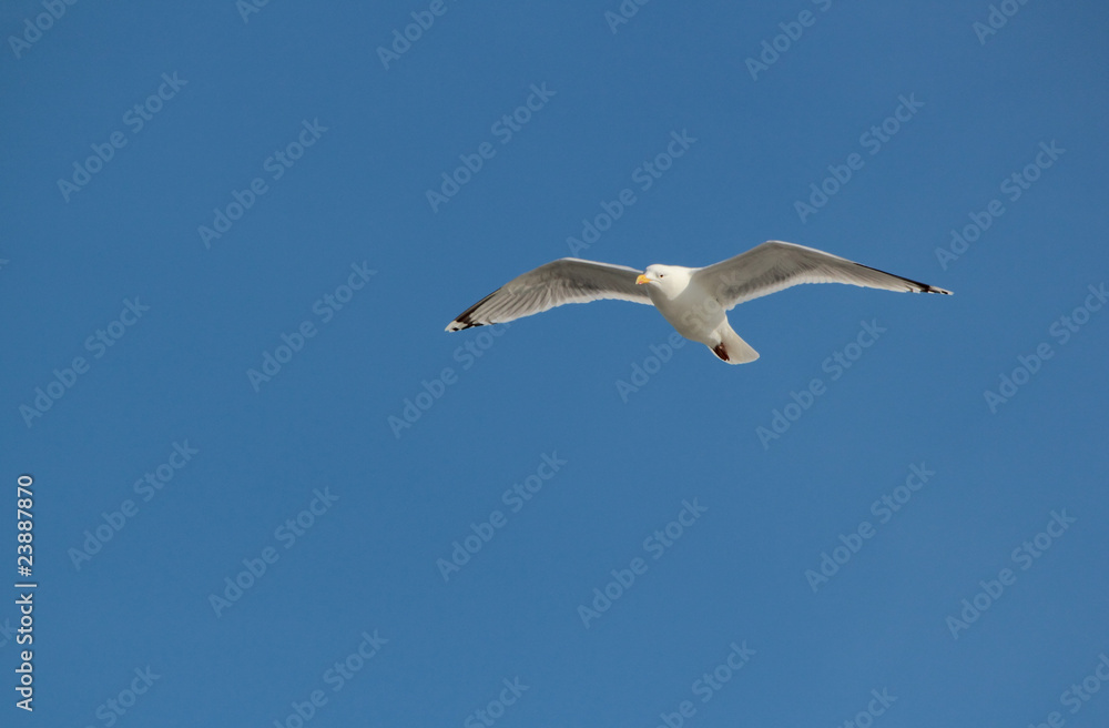 flying gull flying gull