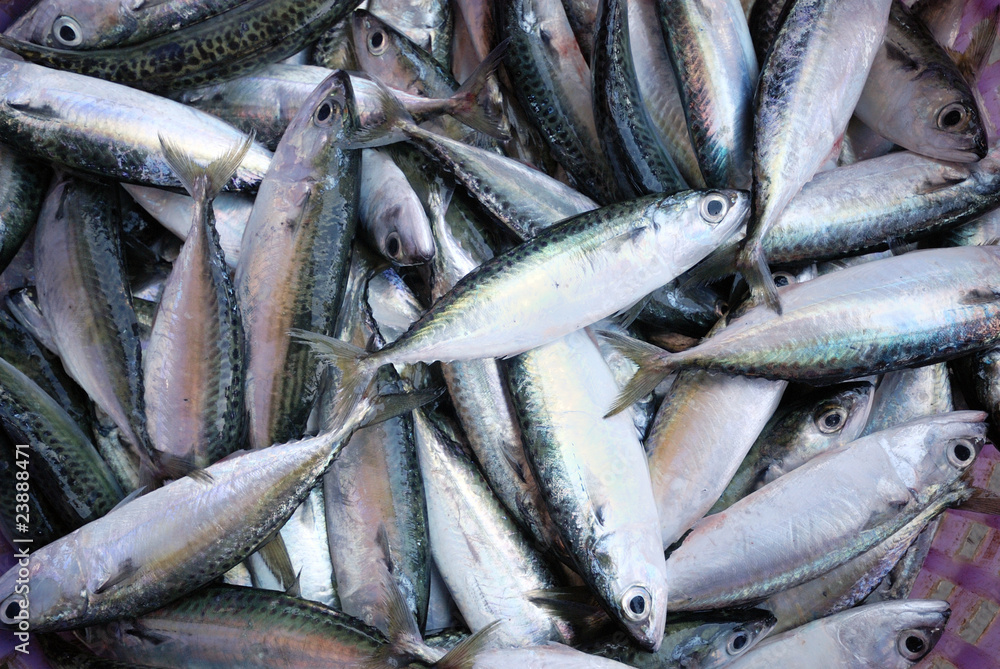 Obraz premium Many fish