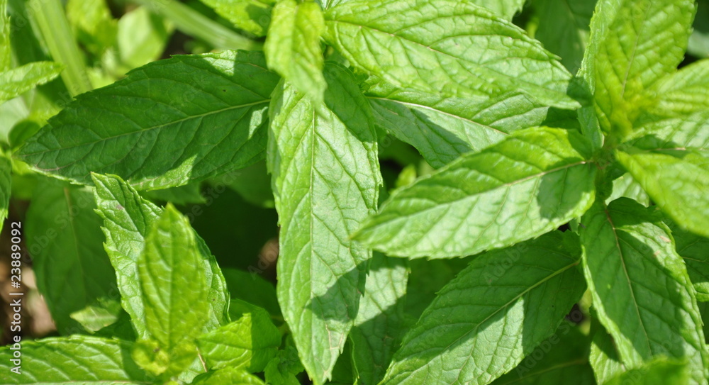 menthe menthe