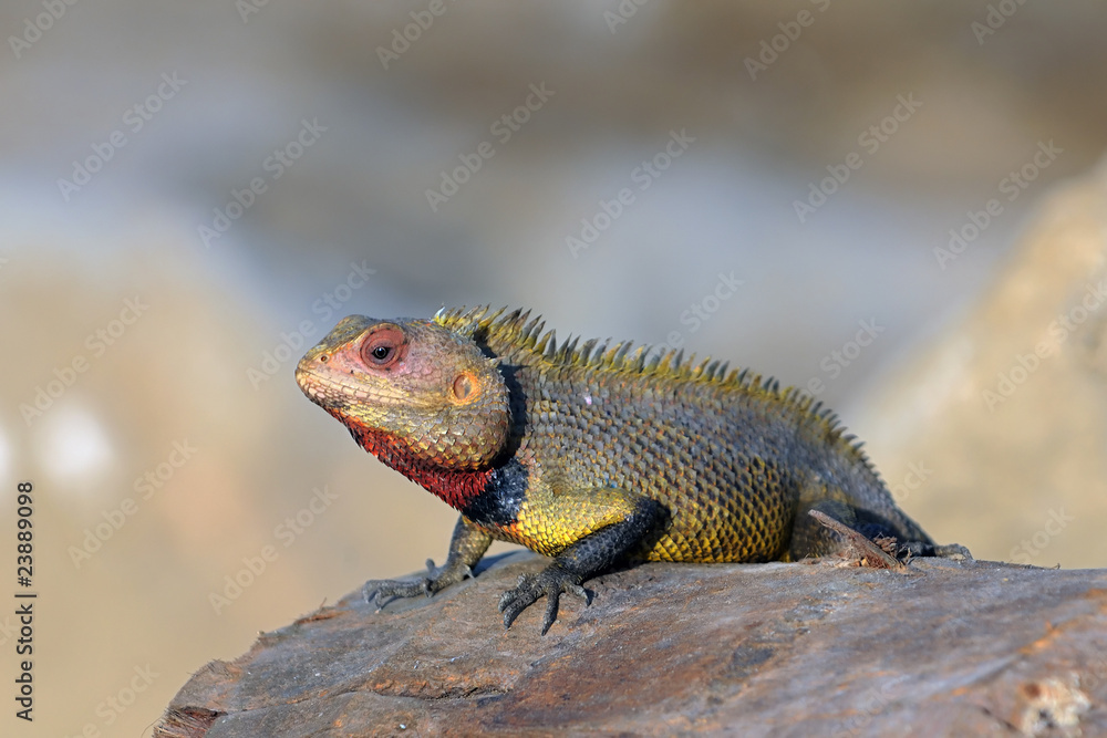 Fototapeta premium Garden Lizard