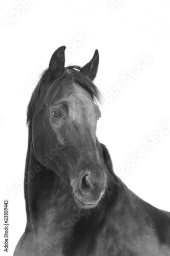 black horse black white