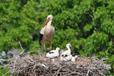 stork on nest with 3 young birds