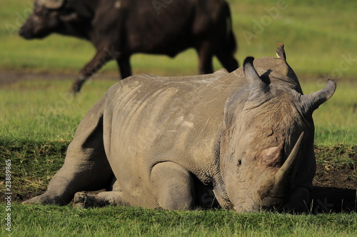 Rhinoceros  Rhinocerotidae   lake Nakuru  Kenya