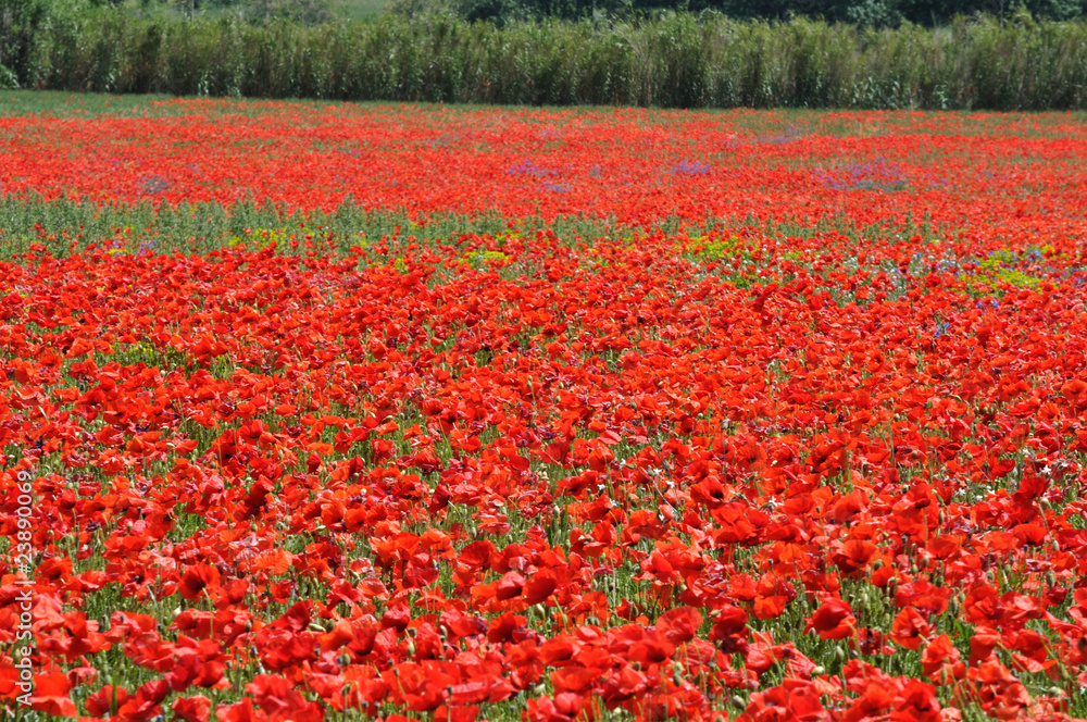 coquelicots 44 coquelicots 44