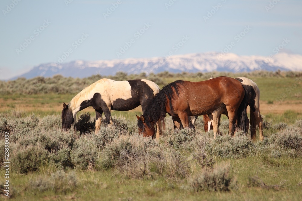 Wild Mustangs of McCullough Peak Wild Mustangs of McCullough Peak