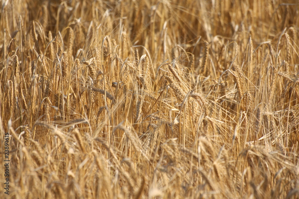Wheat Field Wheat Field