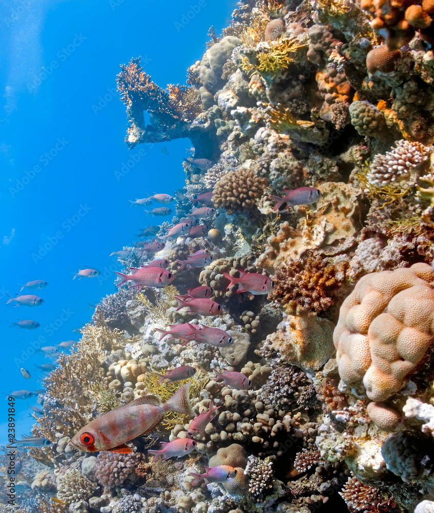 Shoal of soldierfish and crescent-tail bigeye on the coral reef