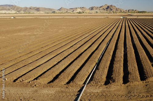 lettuce field
