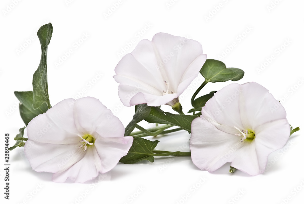 Obraz premium Campanillas blancas.