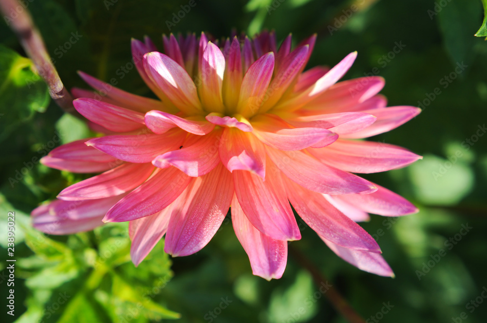 Dahlien. Zarte Blume. Natur Farben Dahlien. Zarte Blume. Natur Farben