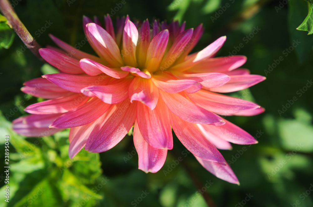 Dahlien. Zarte Blume. Natur Farben Dahlien. Zarte Blume. Natur Farben