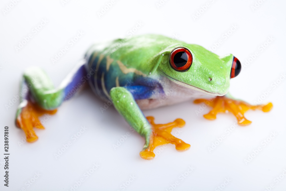 Fototapeta premium Red eyed tree frog