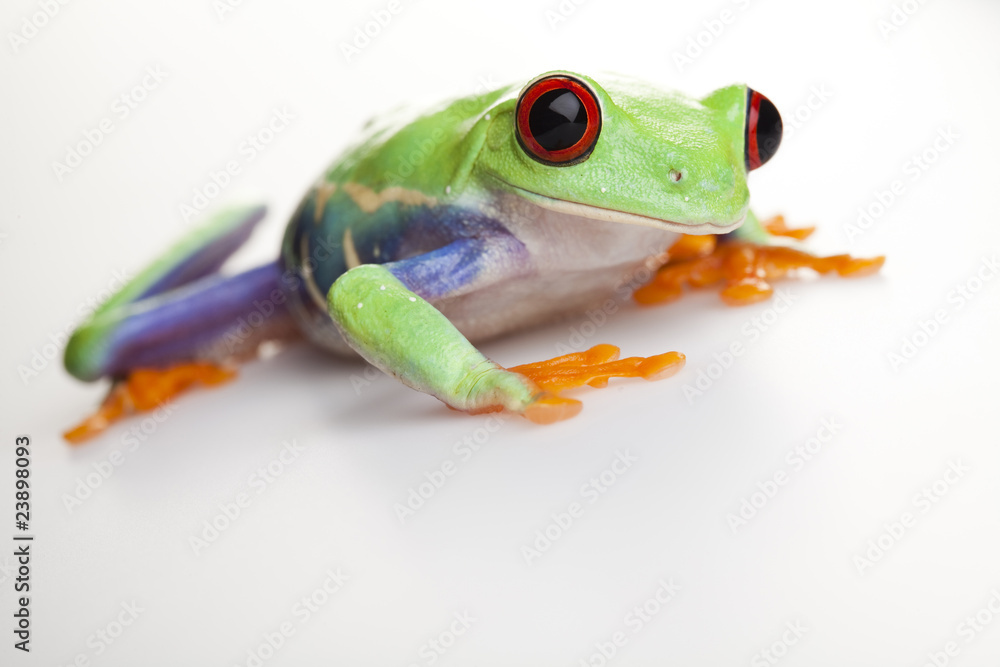 Fototapeta premium Frog - small animal red eyed
