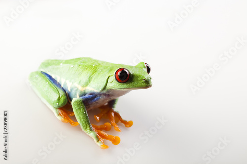 Tree frog © Sebastian Duda