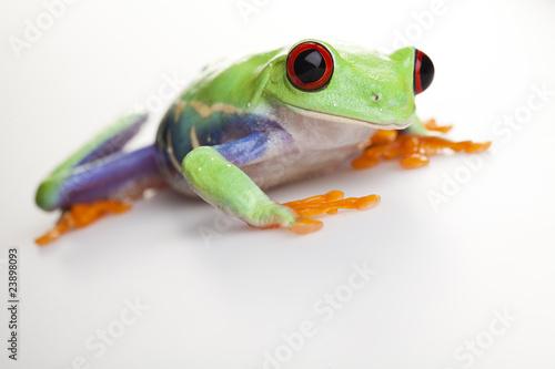 Frog - small animal red eyed