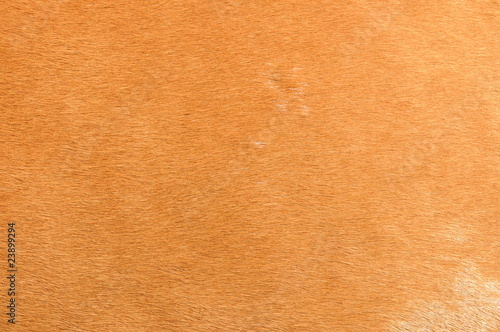 excellent natural horse fur background for your design