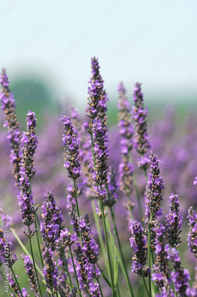 Obraz premium Lavanda in fiore