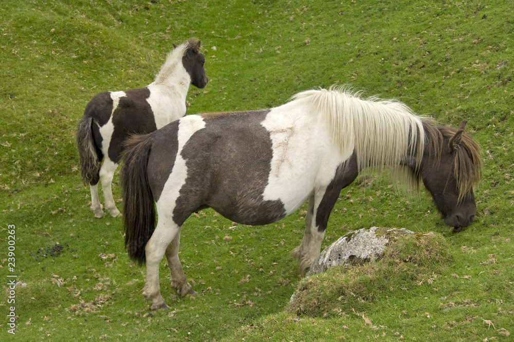 Dartmoor ponies