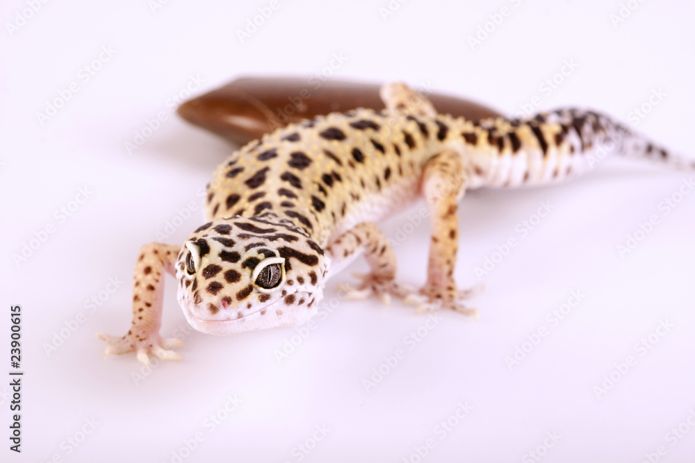 Naklejka premium Gecko portrait!