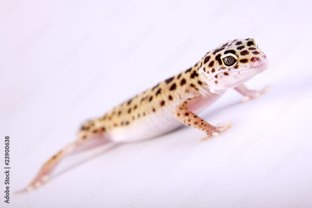 Gecko closeup!