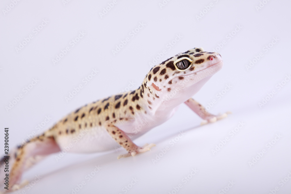 Gecko portrait Gecko portrait