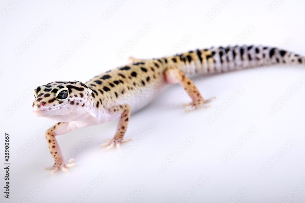 Gecko portrait! Gecko portrait!