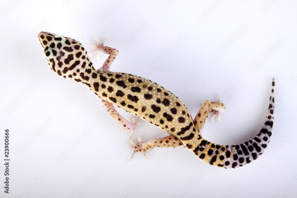 Naklejka premium Gecko portrait!