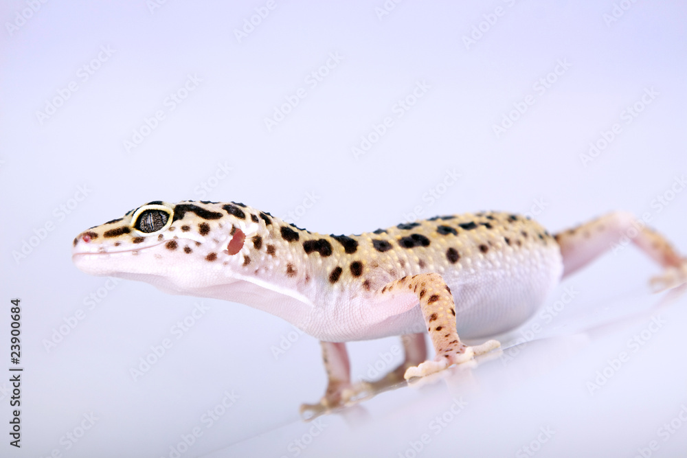Gecko portrait! Gecko portrait!