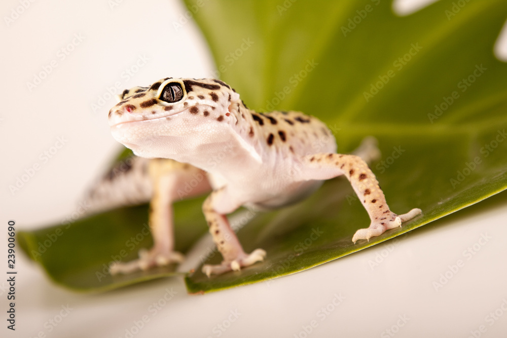 Naklejka premium Gecko portrait!