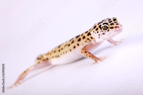 Gecko closeup!