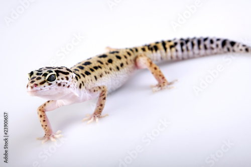 Gecko portrait 