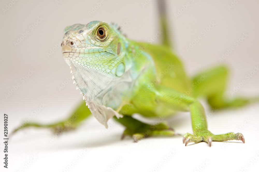 Obraz premium iguana on white