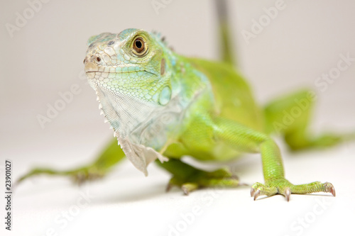 iguana on white