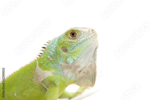 iguana on white