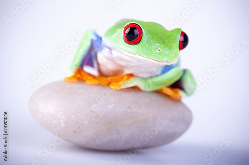 Green frog closeup